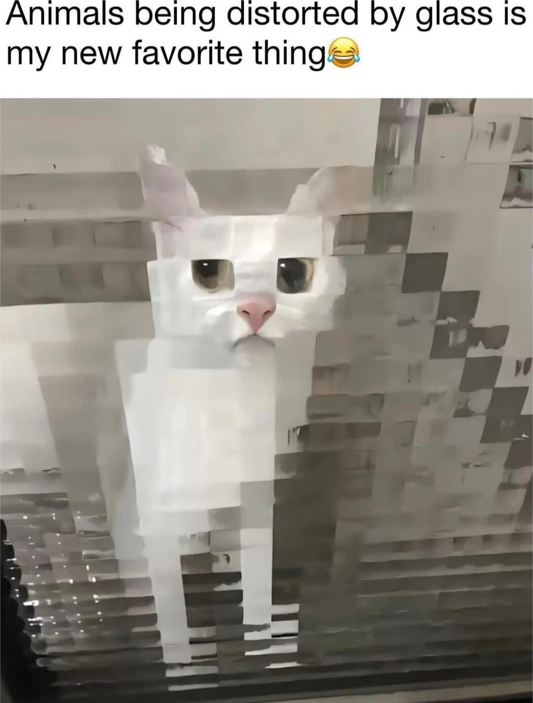 peing distorted by glass Is my new favorite thing