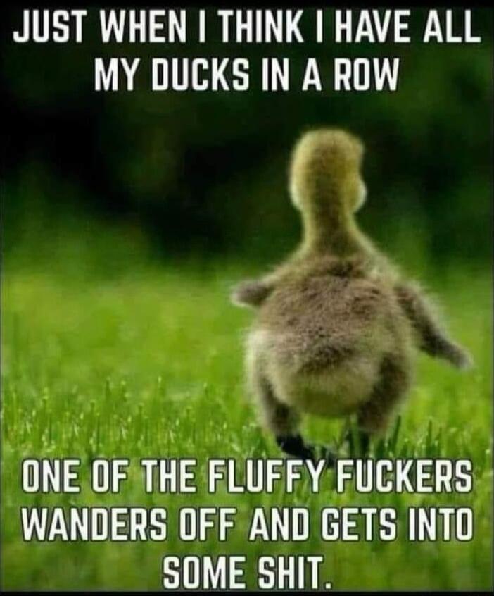 JUST WHEN THINK HAVE ALL MY DUCKS IN A ROW ONE OFTHEELUEFYFUCKERS WANDERS OFF AND GETS INTO SOME SHIT