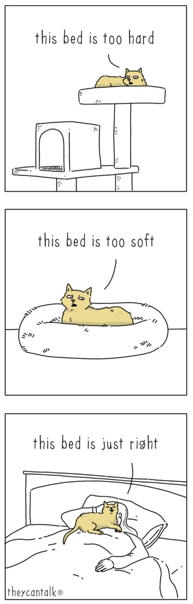 this bed is too hard theycantalke