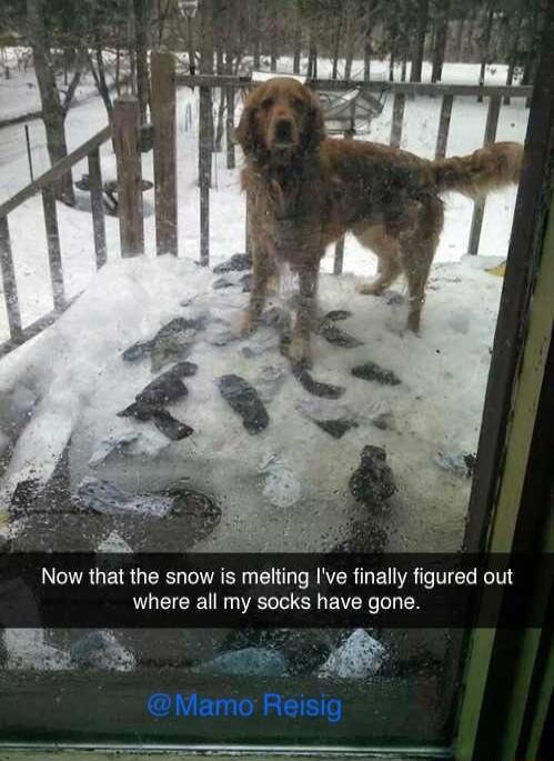 Now that the snow is melting Ive finally figured out where all my socks have gone