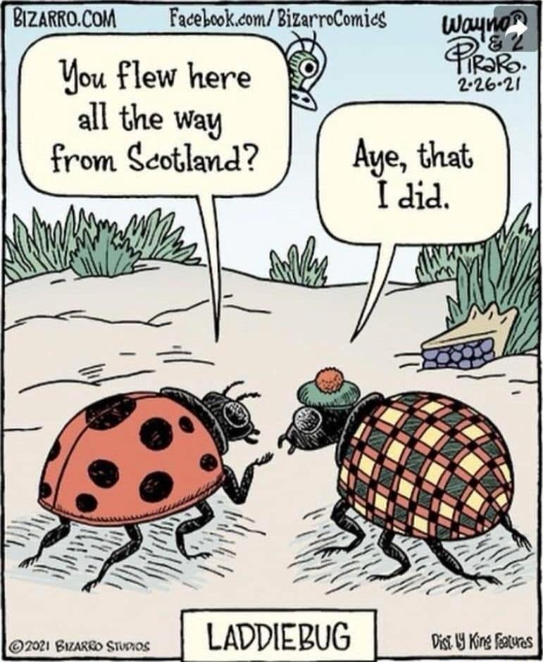 BIZARROCOM Facebookcom BizarreComicg You flew here all the way from Seotland o7t sunmo snmes I LADDIERUG i YKo ks