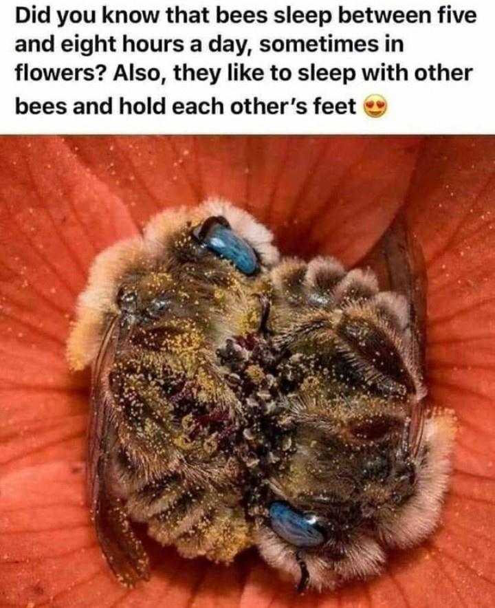 Did you know that bees sleep between five and eight hours a day sometimes in flowers Also they like to sleep with other bees and hold each others feet