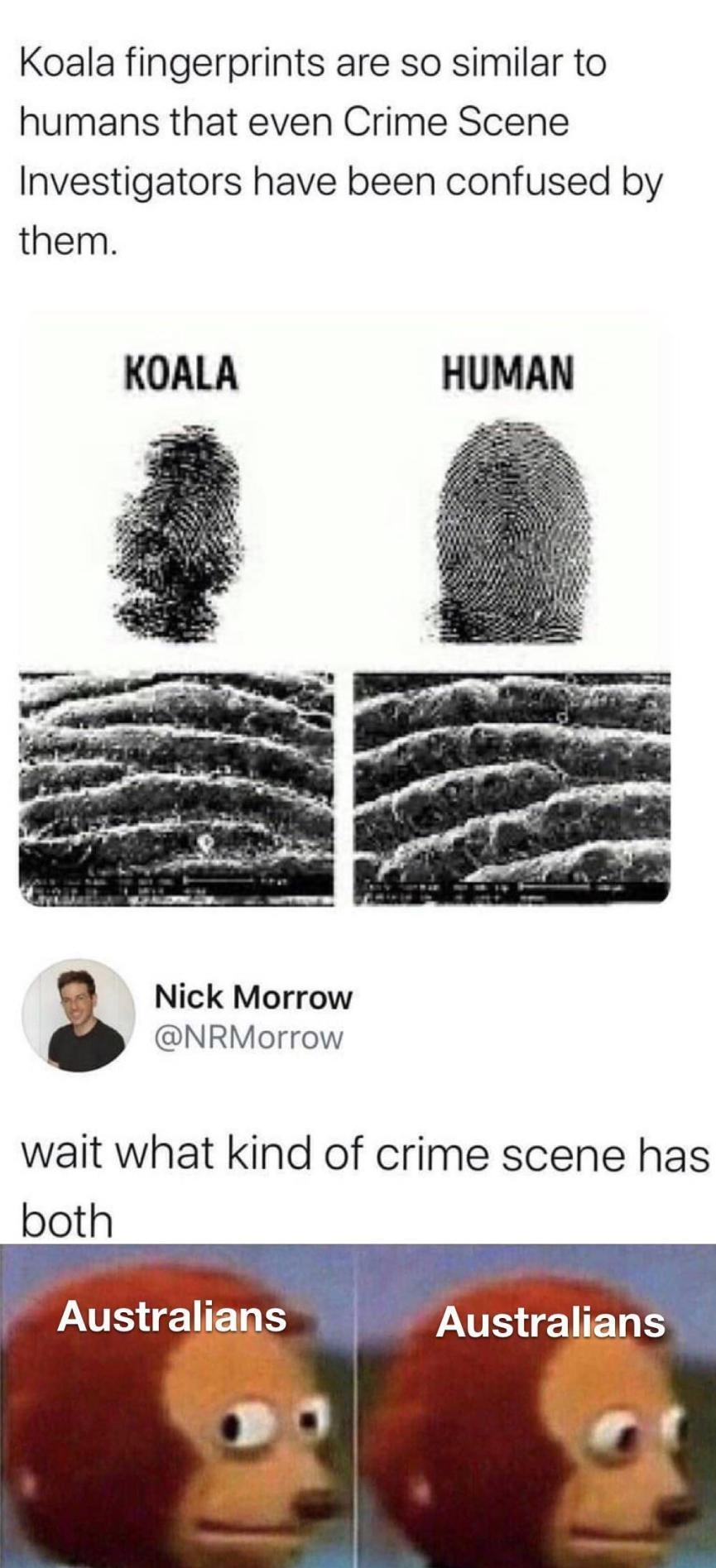 Koala fingerprints are so similar to humans that even Crime Scene Investigators have been confused by them KOALA HUMAN Nick Morrow NRMorrow wait what kind of crime scene has both