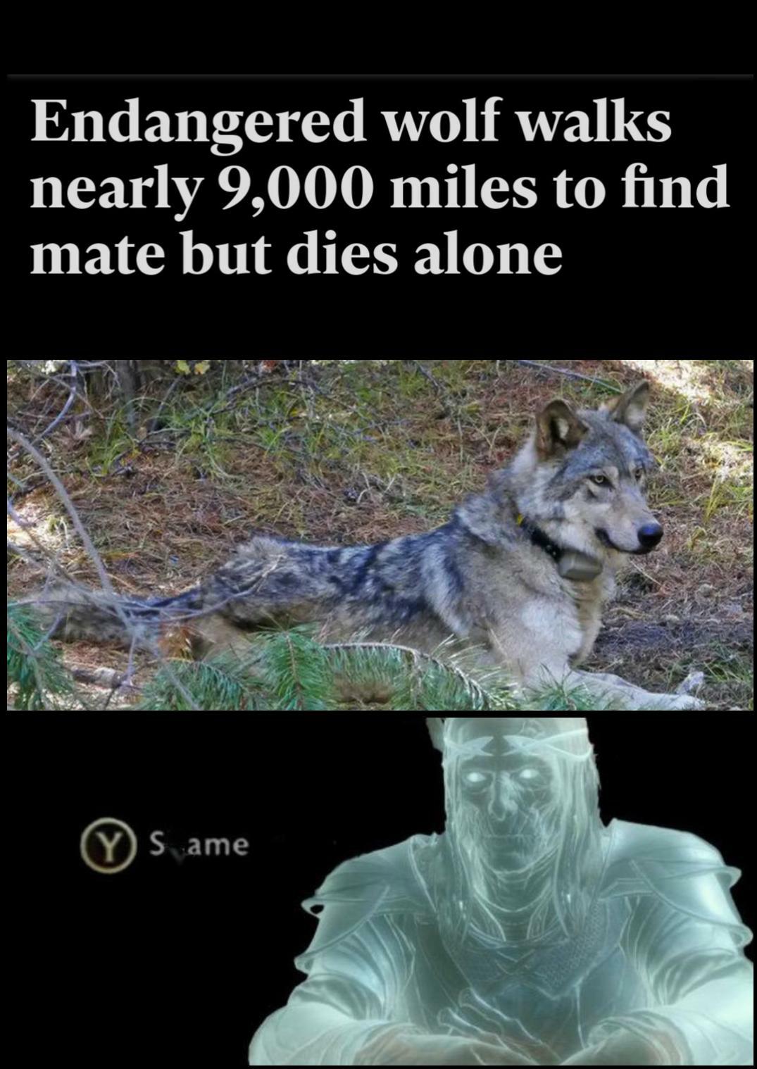 Endangered wolf walks nearly 9000 miles to find mate but dies alone