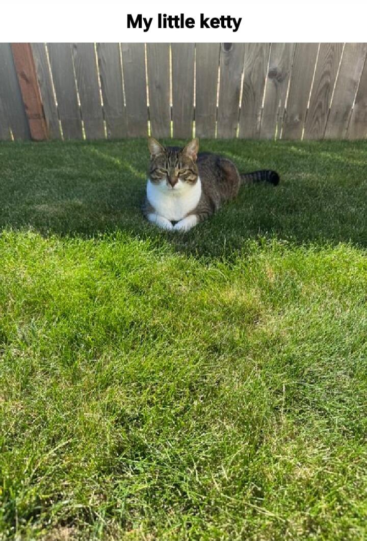 My little ketty