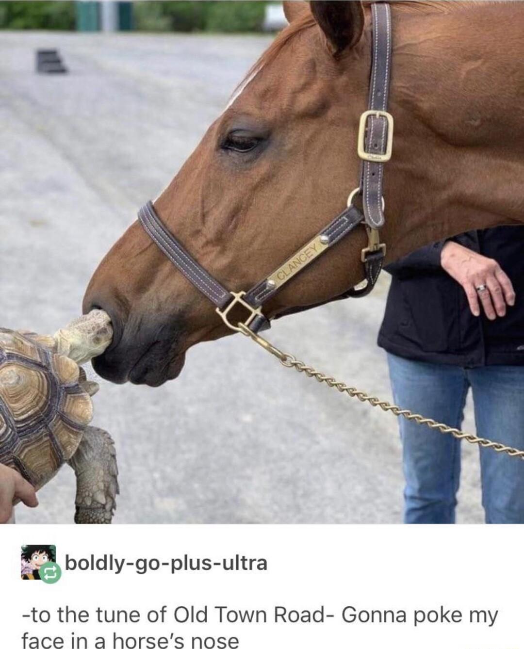 gboldly go plus ultra to the tune of Old Town Road Gonna poke my face in a horses nose