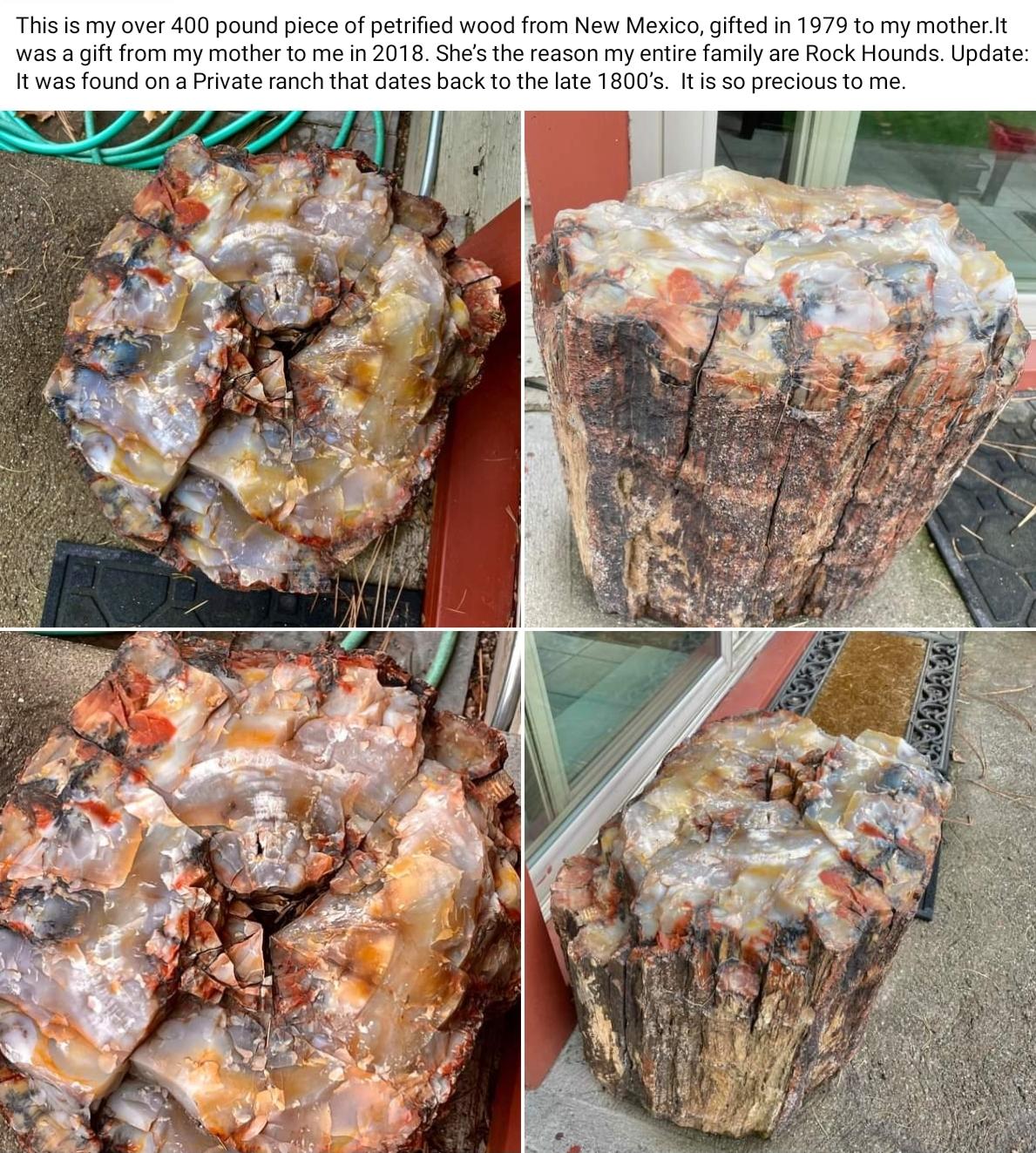 This is my over 400 pound piece of petrified wood from New Mexico gifted in 1979 to my motherIt was a gift from my mother to me in 2018 Shes the reason my entire family are Rock Hounds Update It was found on a Private ranch that dates back to the late 1800s It is so precious to me