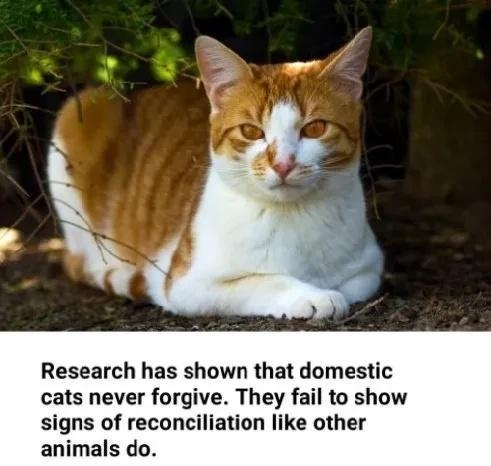 Research has shown that domestic cats never forgive They fail to show signs of reconciliation like other animals do