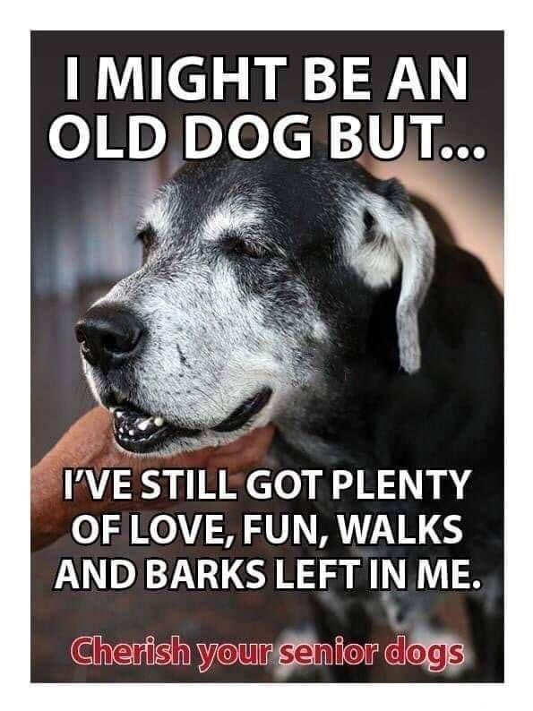 MIGHT BE AN 0 p2inlolcy V IVE STILL GOT PLENTY OF LOVE FUN WALKS AND BARKS LEFT IN ME