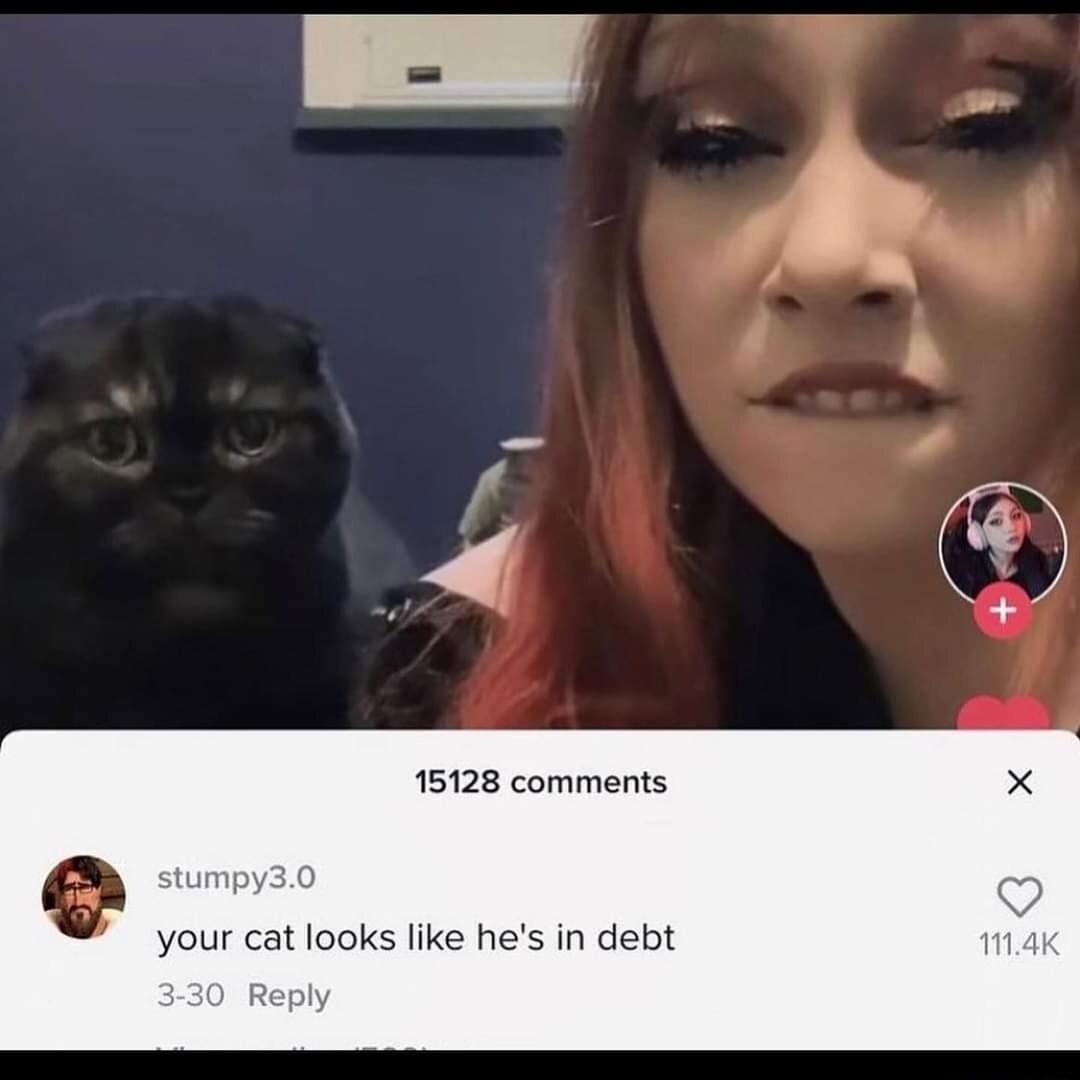 15128 comments your cat looks ke h