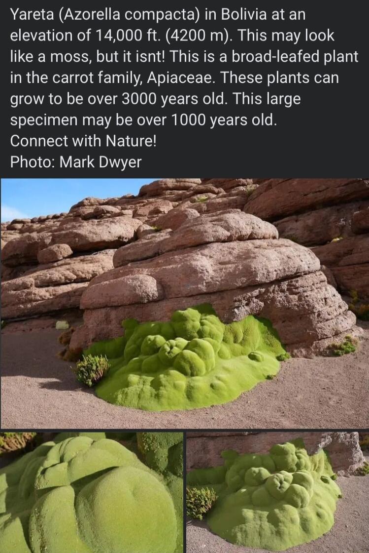 Yareta Azorella compacta in Bolivia at an elevation of 14000 ft 4200 m This may look like a moss but it isnt This is a broad leafed plant in the carrot family Apiaceae These plants can grow to be over 3000 years old This large specimen may be over 1000 years old Connect with Nature RV EL Il