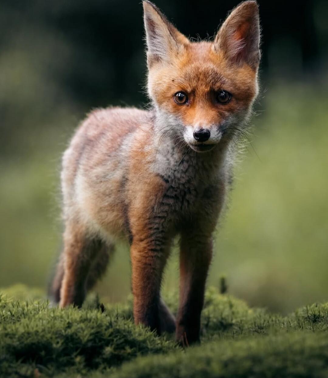 A young fox cub standing on moss.