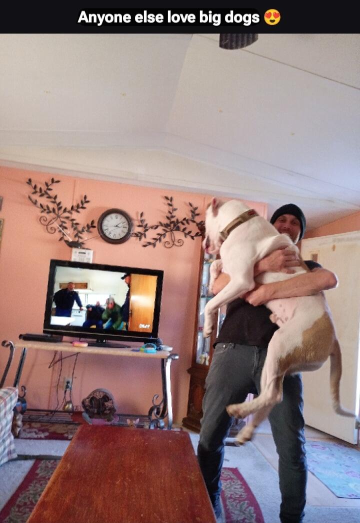 Anyone else love big dogs