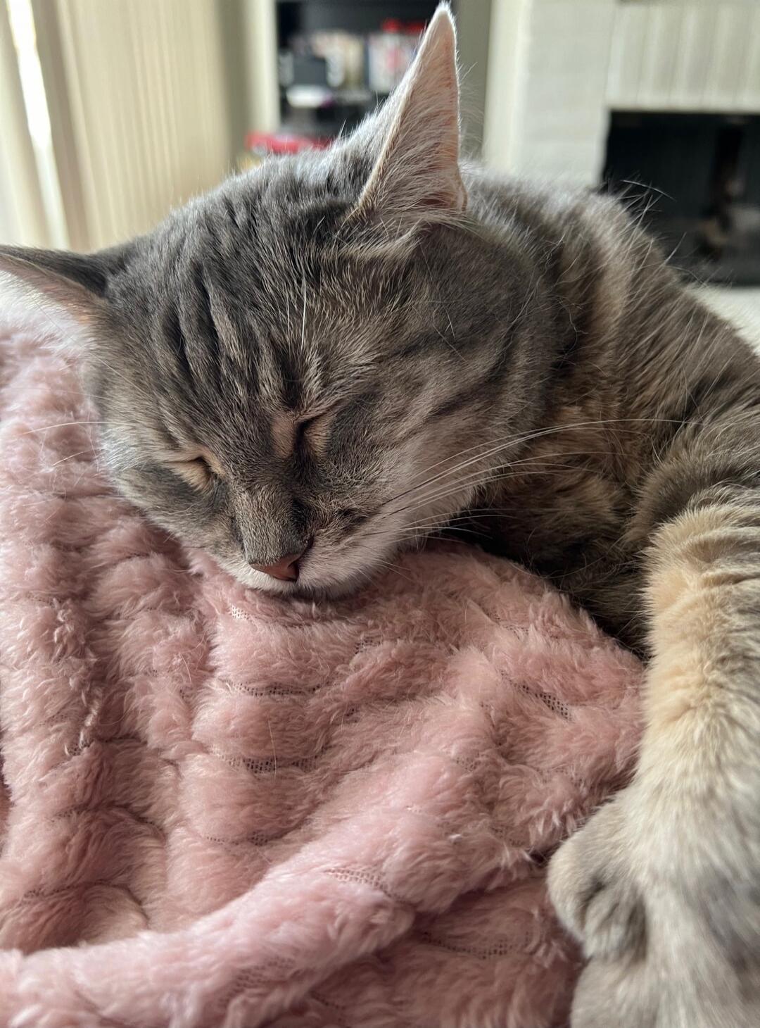 A grey tabby kitten sleeping on a pink fluffy blanket.