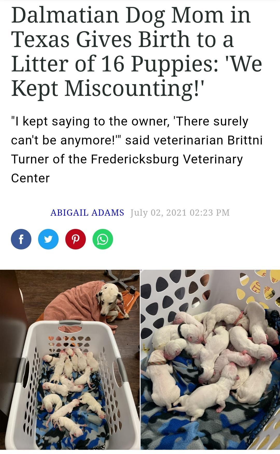 Dalmatian Dog Mom in Texas Gives Birth to a Litter of 16 Puppies We Kept Miscounting I kept saying to the owner There surely cant be anymore said veterinarian Brittni Turner of the Fredericksburg Veterinary Center ABIGAIL ADAMS r_ Y 0000