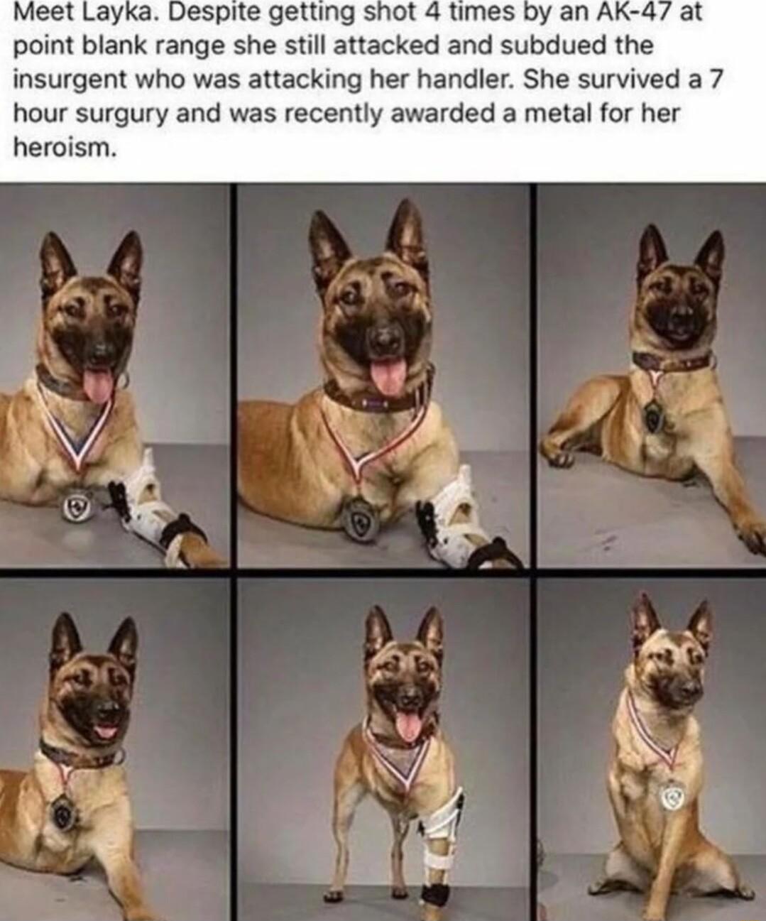 leet Layka Despite getting shot 4 Dy an AK point blank range she stil attacked and subdued the insurgent who was attacking her handler She survived a 7 hour surgury and was recently awarded a metal for her heroism