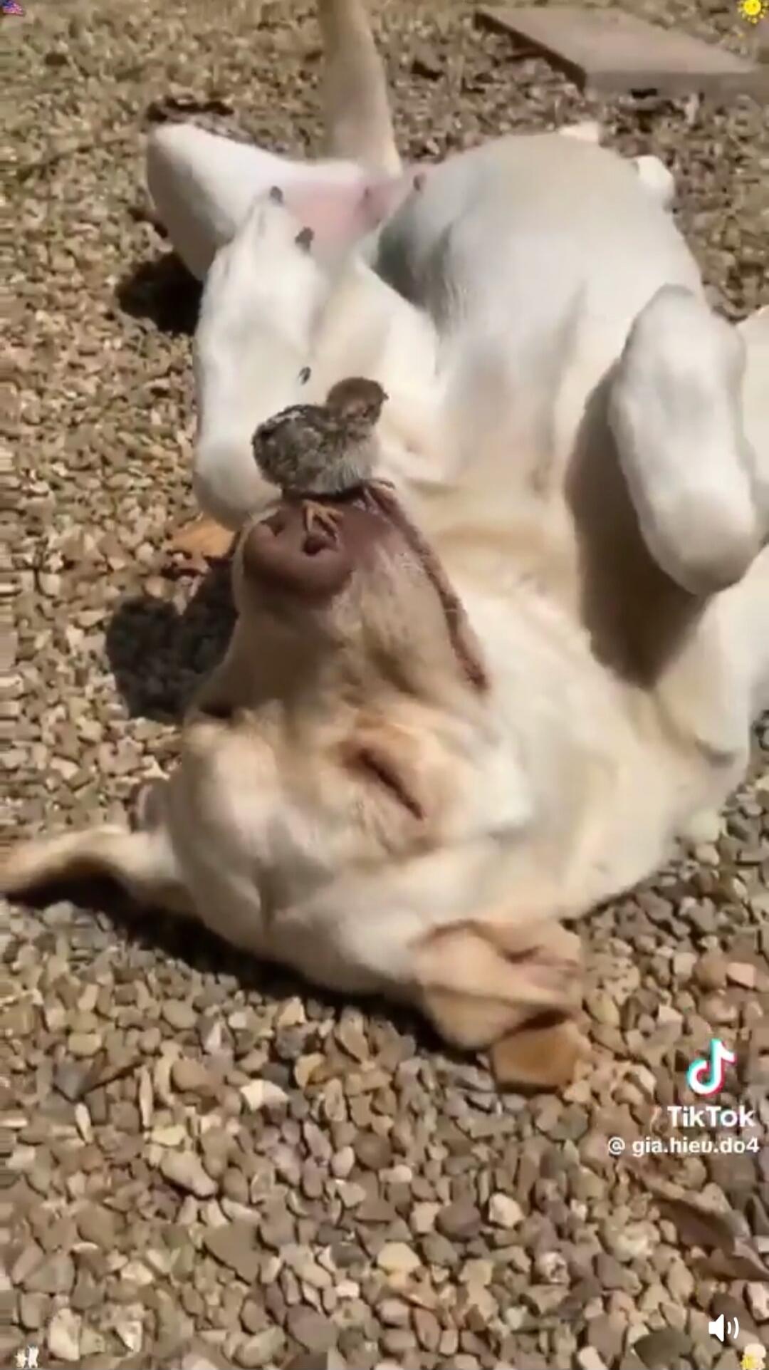 A bird is sitting on a dog's nose.