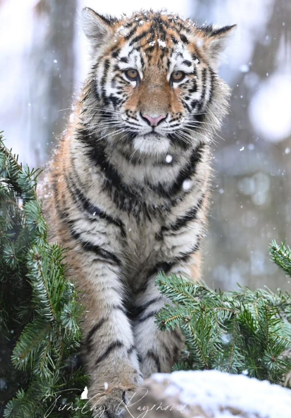 Tiger perched on evergreen branches in a snowy setting, facing the camera with a calm expression.