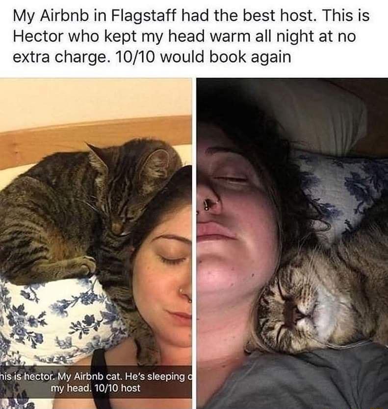 My Airbnb in Flagstaff had the best host This is Hector who kept my head warm all night at no extra charge 1010 would book again my head 1010 host LW