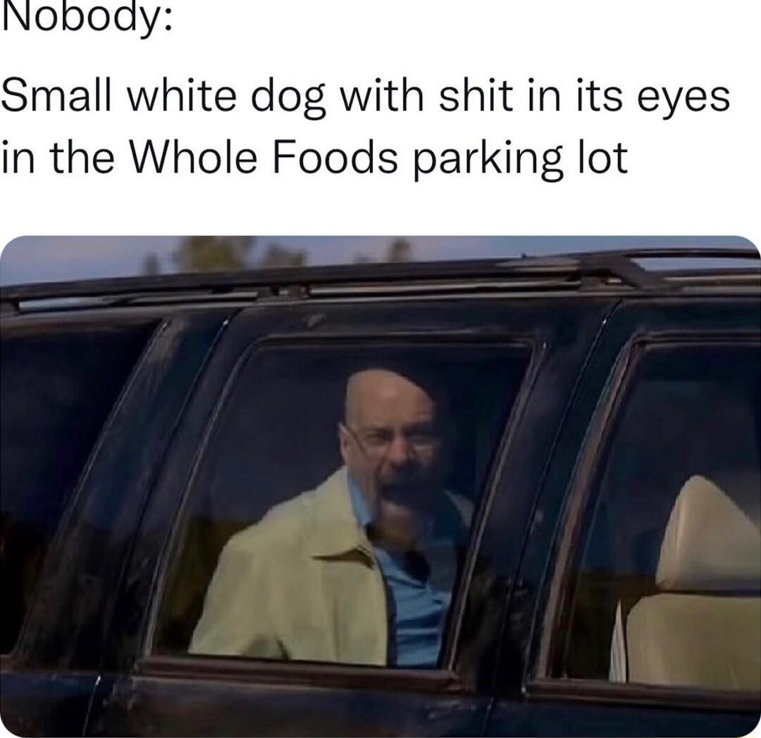 Nobody Small white dog with shit in its eyes in the Whole Foods parking lot