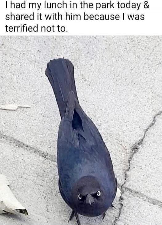 I had my lunch in the park today & shared it with him because I was terrified not to.