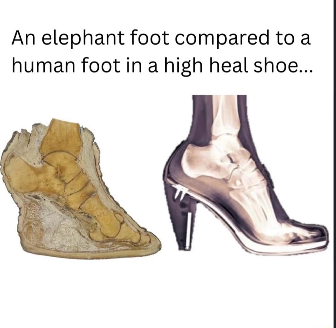 An elephant foot compared to a human foot in a high heal shoe...
