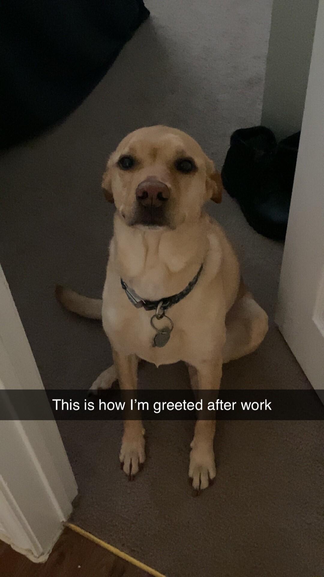 b This is how Im greeted after work A