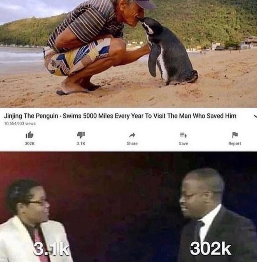 Jinjing The Penguin Swims 5000 Miles Every Year The Man Who Saved Him