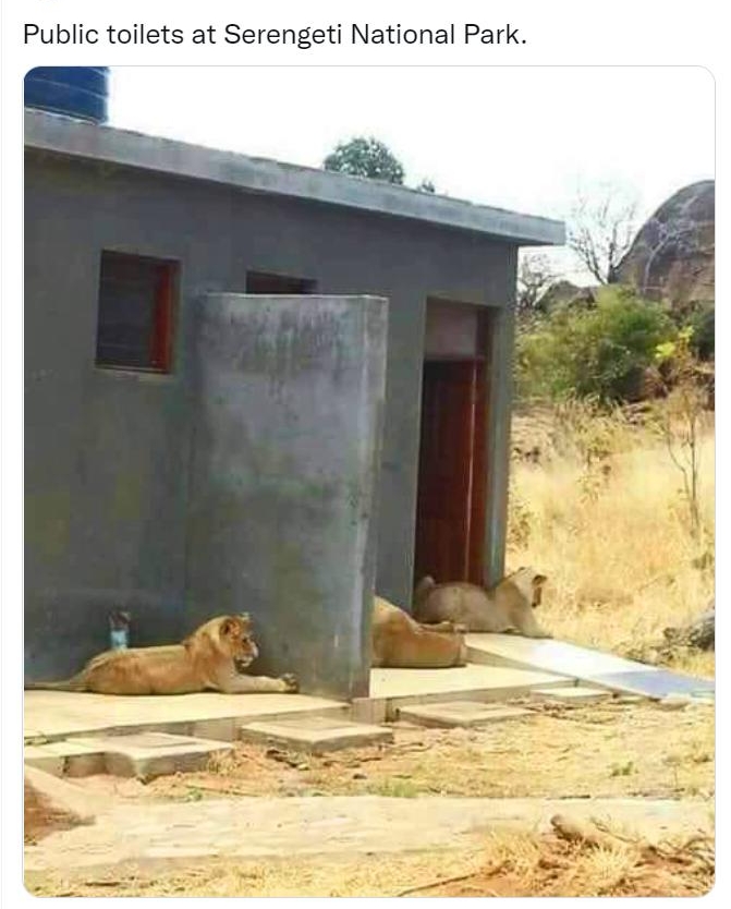 Lorenzo The Cat SLorenzoTheCat Public toilets at Serengeti National Park