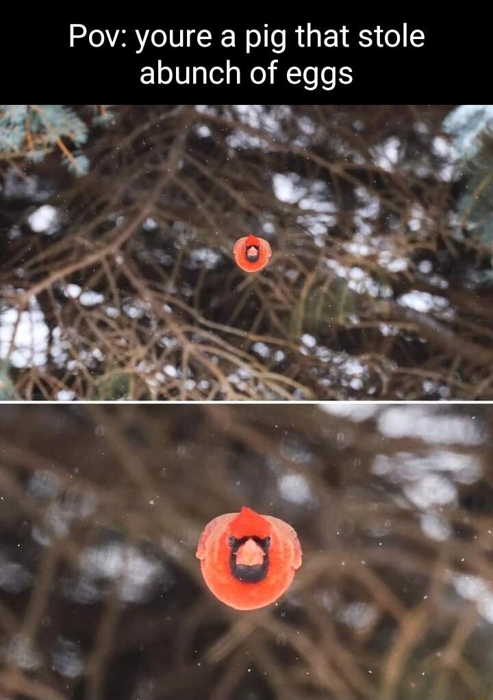 RO VAe IV RN oo R 1S 1RSI o abunch of eggs