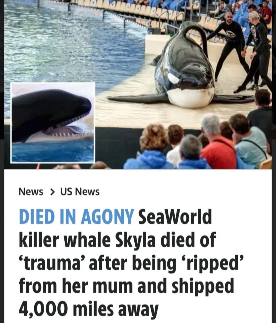 News US News SeaWorld killer whale Skyla died of trauma after being ripped from her mum and shipped 4000 miles away