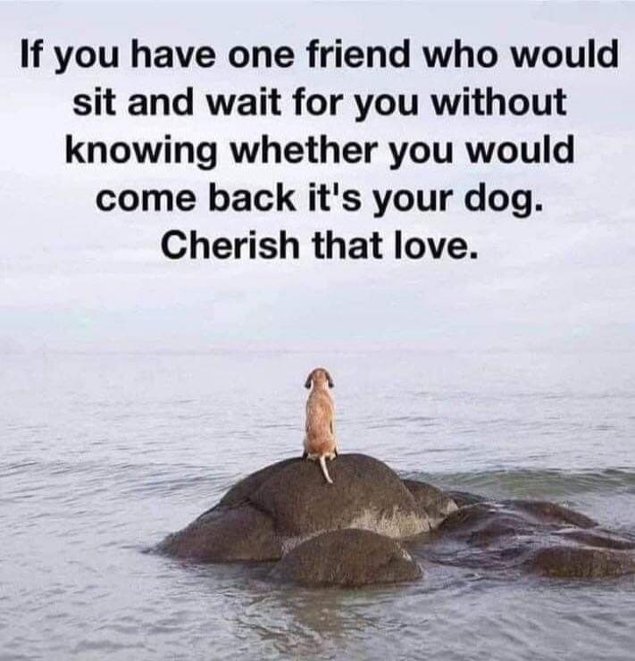 If you have one friend who would sit and wait for you without knowing whether you would come back it's your dog. Cherish that love.