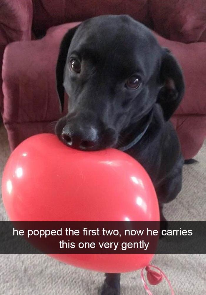 he popped the first two now he carries this one very gently