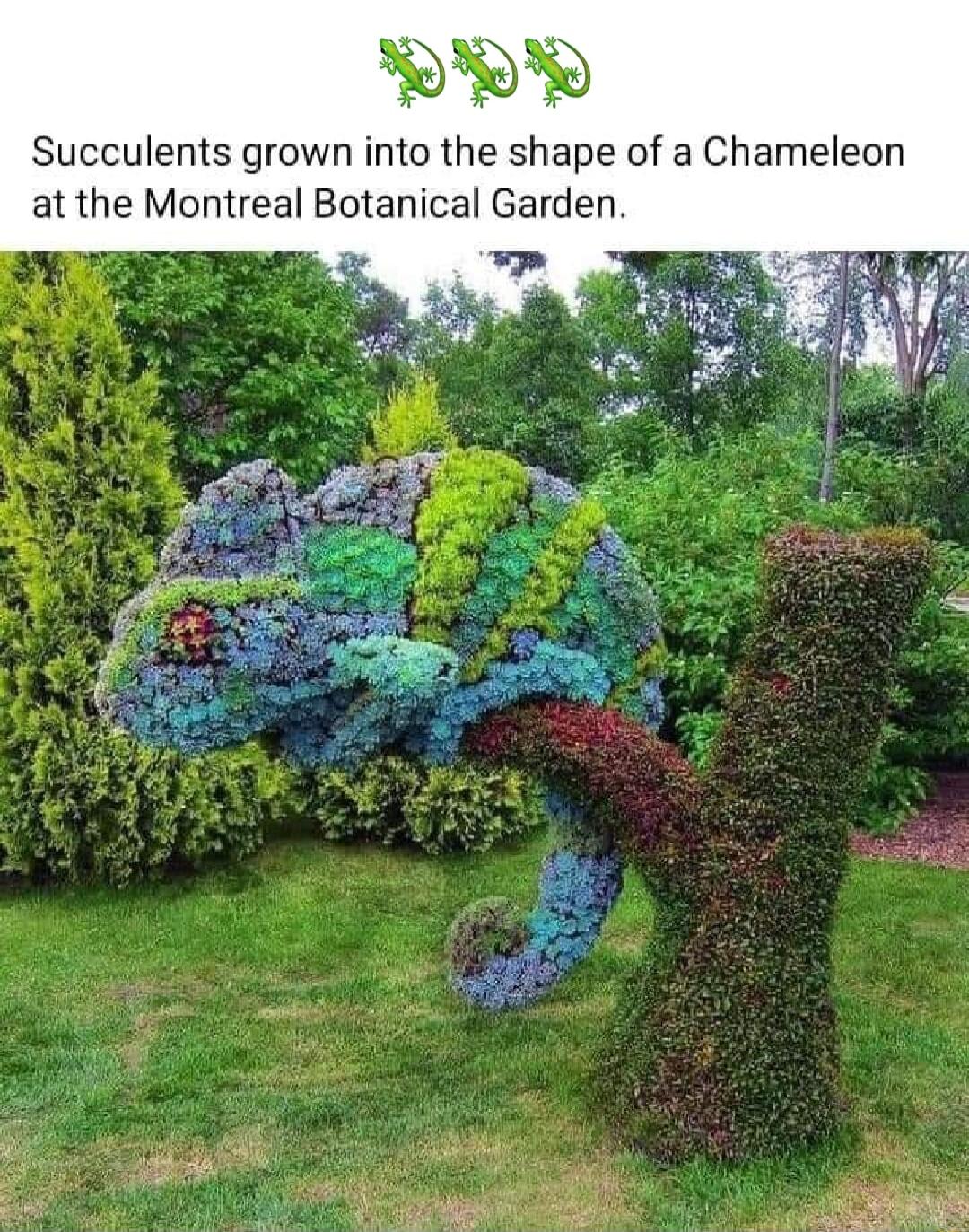 Succulents grown into the shape of a Chameleon at the Montreal Botanical Garden S