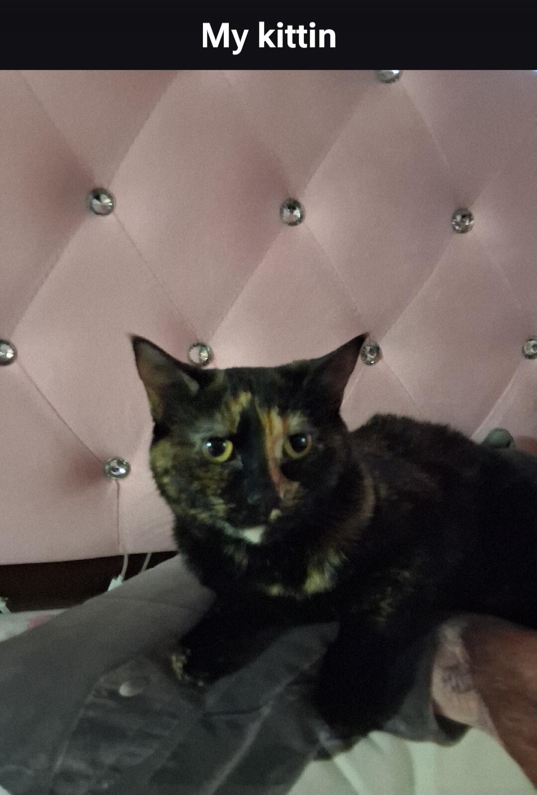 My kittin