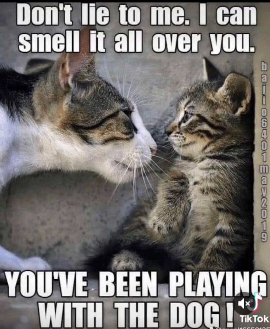 Don't lie to me. I can smell it all over you. YOU'VE BEEN PLAYING WITH THE DOG!