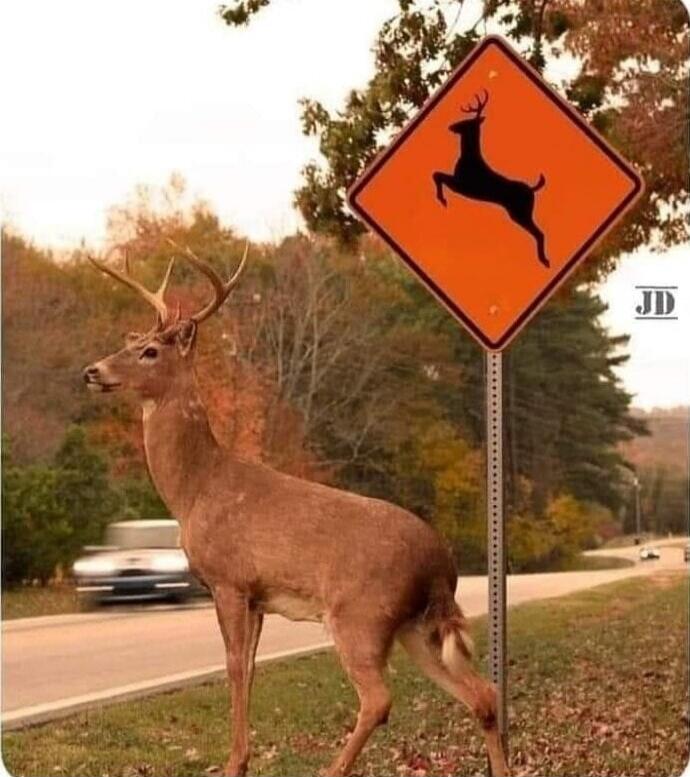 DEER CROSSING