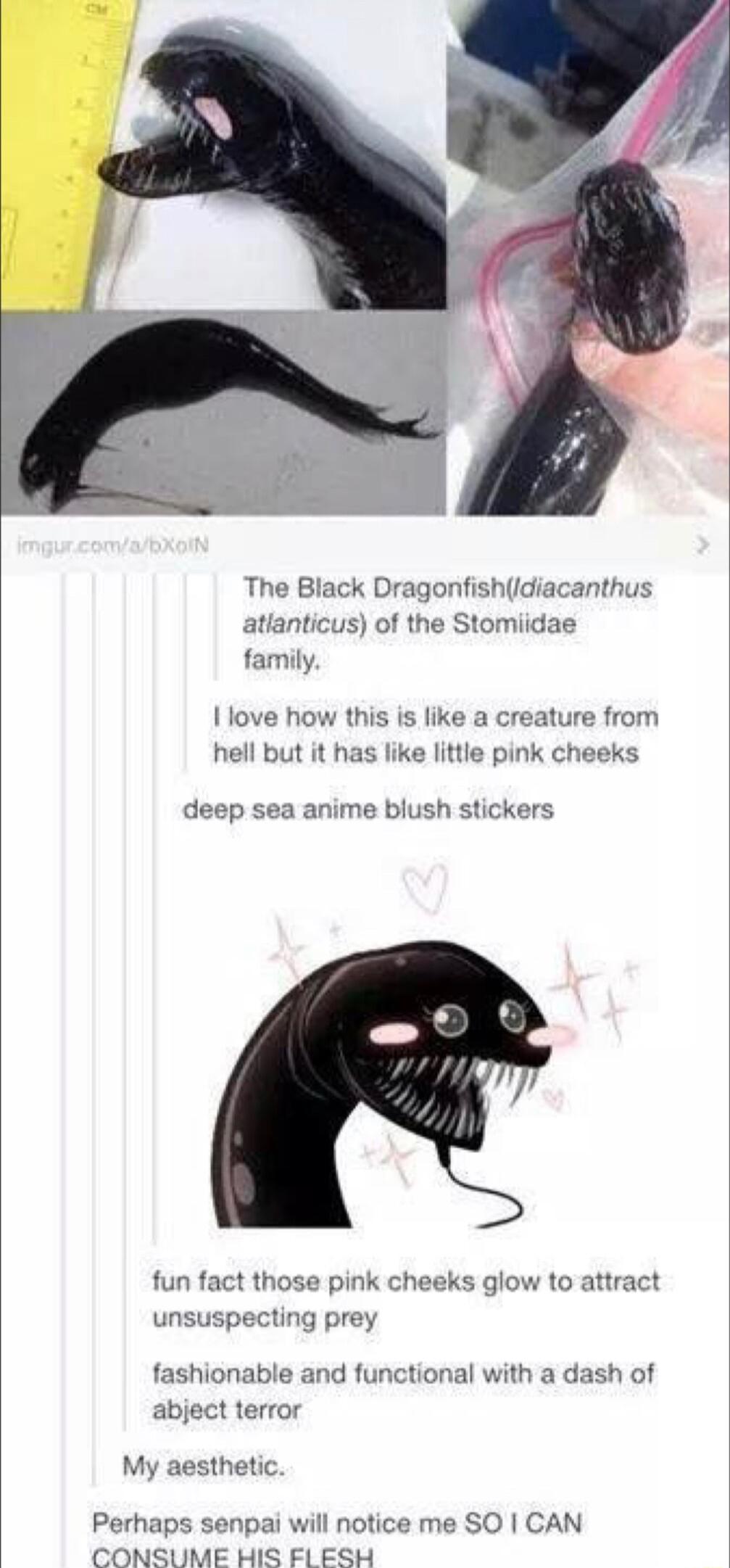 The Black Dragonfishdiacanthus atlanticus of the Stomii family s like a creature from little pink cheeks I love how this hell but it has p sea anime blush stickers fun f t those pink cheeks glow to attract unsuspecting prey fashionable and functional with a dash of abject terror sthet Perhaps senpai will notice me SO CAN CONSUME HIS FLESH