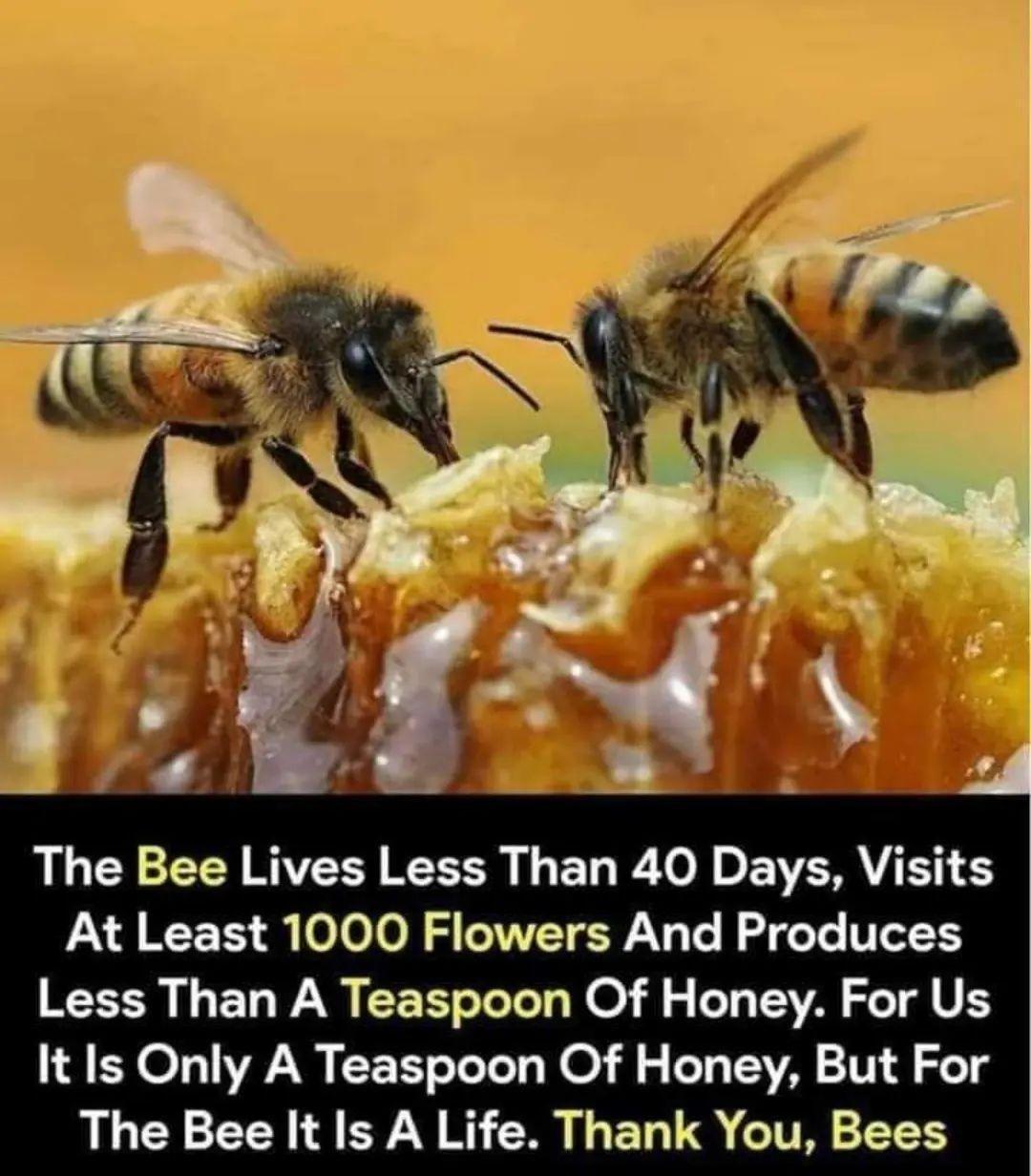 QL CYEEY RV REELN ET R T d o E VARV E S At Least 1000 Flowers And Produces Less Than A Teaspoon Of Honey For Us Sl N CERTTTT o L LG EVAY T 3 2T The Bee It Is A Life Thank You Bees