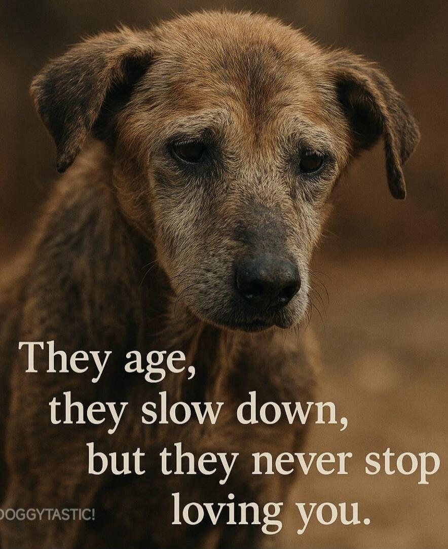 They age, they slow down, but they never stop loving you. DOGGYTASTIC!