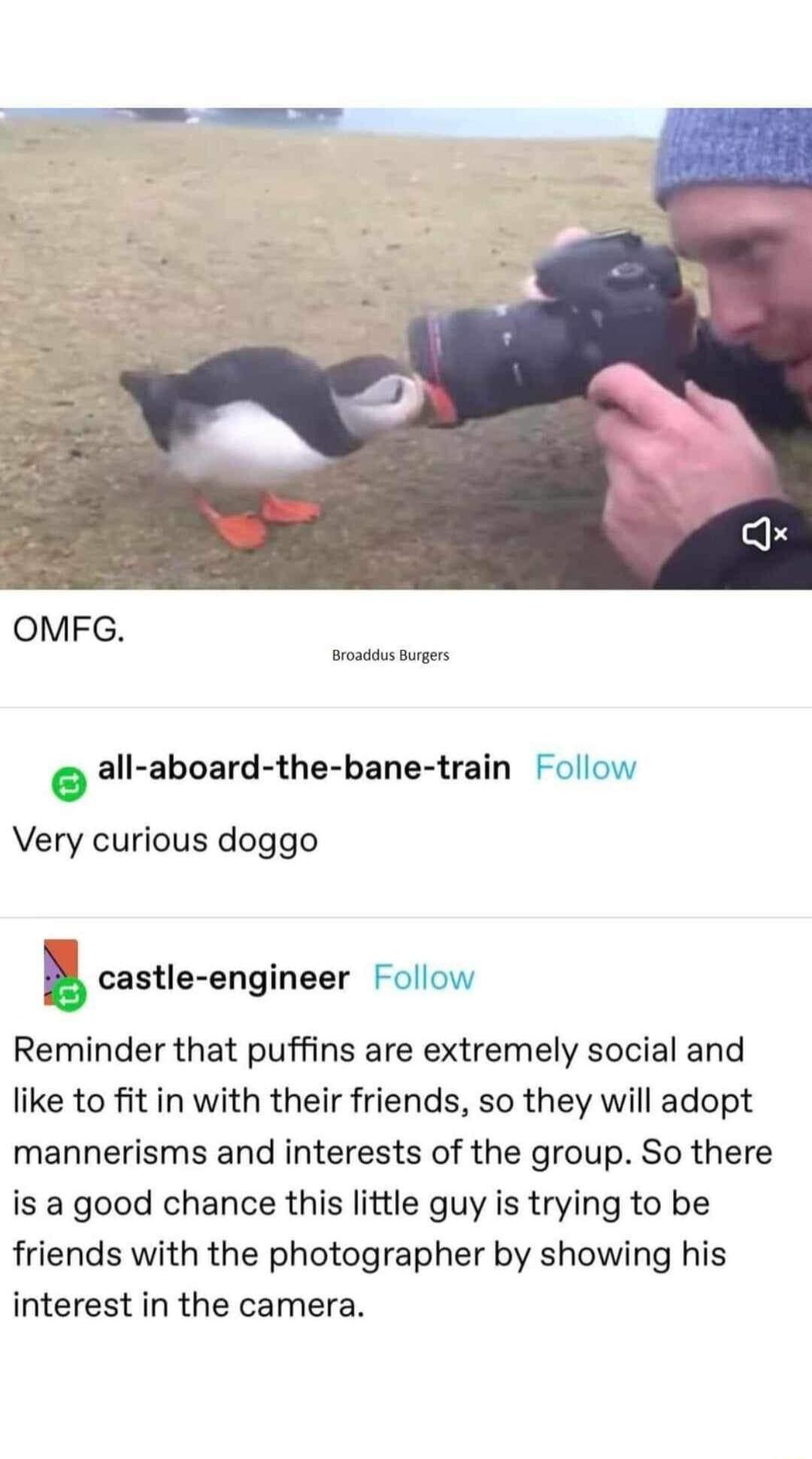 OMFG ot rgers all aboard the bane train Follow Very curious doggo B castle engineer Follow Reminder that puffins are extremely social and like to fit in with their friends so they will adopt mannerisms and interests of the group So there is a good chance this little guy is trying to be friends with the photographer by showing his interest in the camera