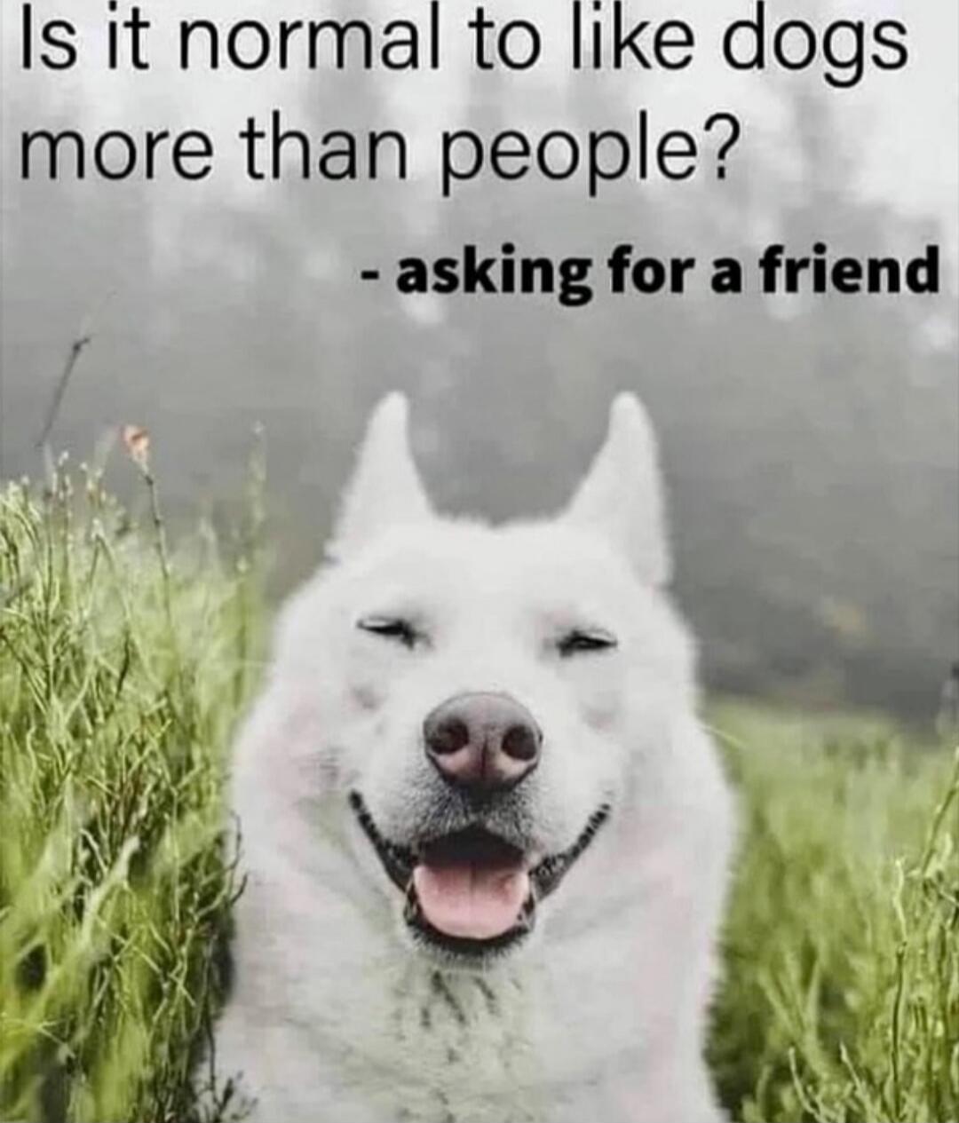 Is it normal to like dogs more than people? - asking for a friend