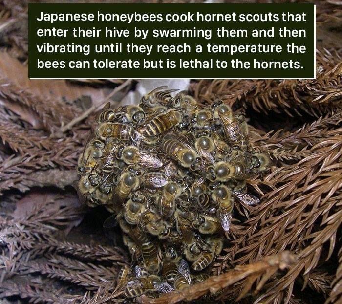 Japanese honeybees cook hornet scouts that enter their hive by swarming them and then vibrating until they reach a temperature the LESEERRGIECIEL MR E G EIRCRGEN GG EIEN