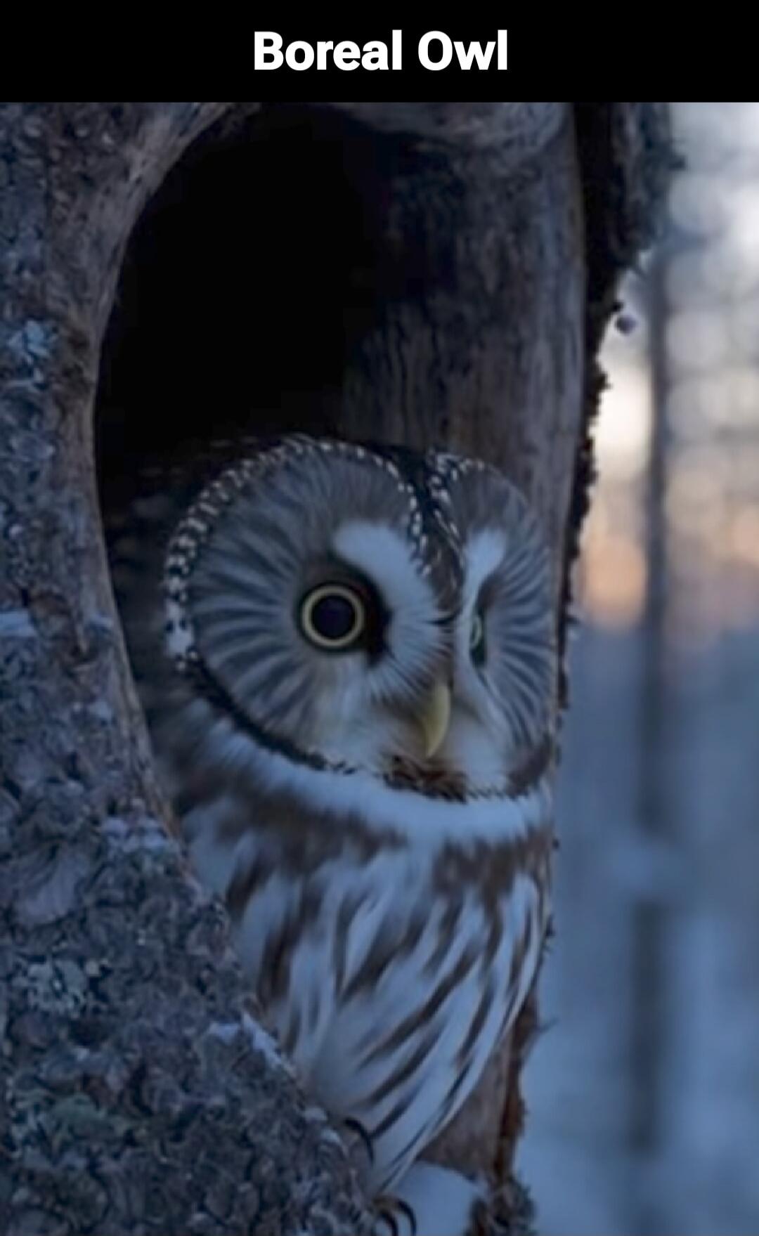 Boreal Owl