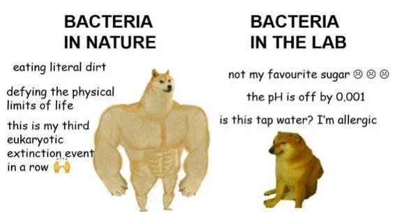 BACTERIA BACTERIA IN NATURE IN THE LAB wating liverskdint not my favourite sugar firngfnfelphvs ml the pH is of f by 0001 this is my third is this tap water Im allergic eukaryotic extinction even inarow