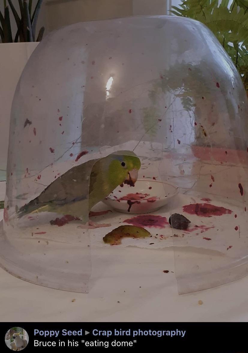 Poppy Seed Crap bird photography Bruce ing dome