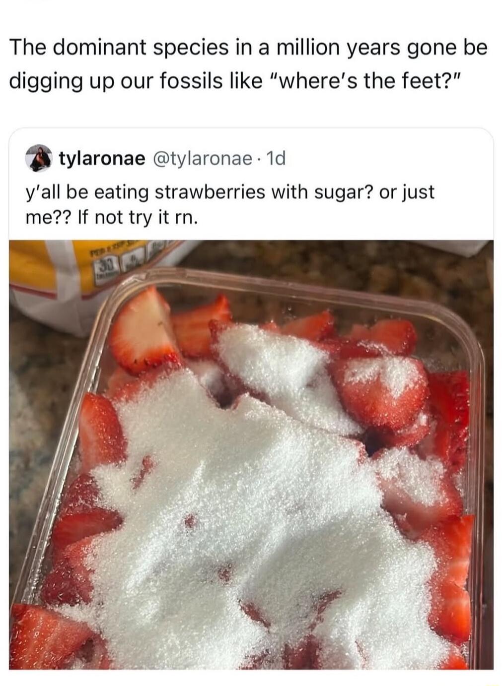 The dominant species in a million years gone be digging up our fossils like wheres the feet B tylaronae tylaronae 1d yall be eating strawberries with sugar or just me If not try it rn