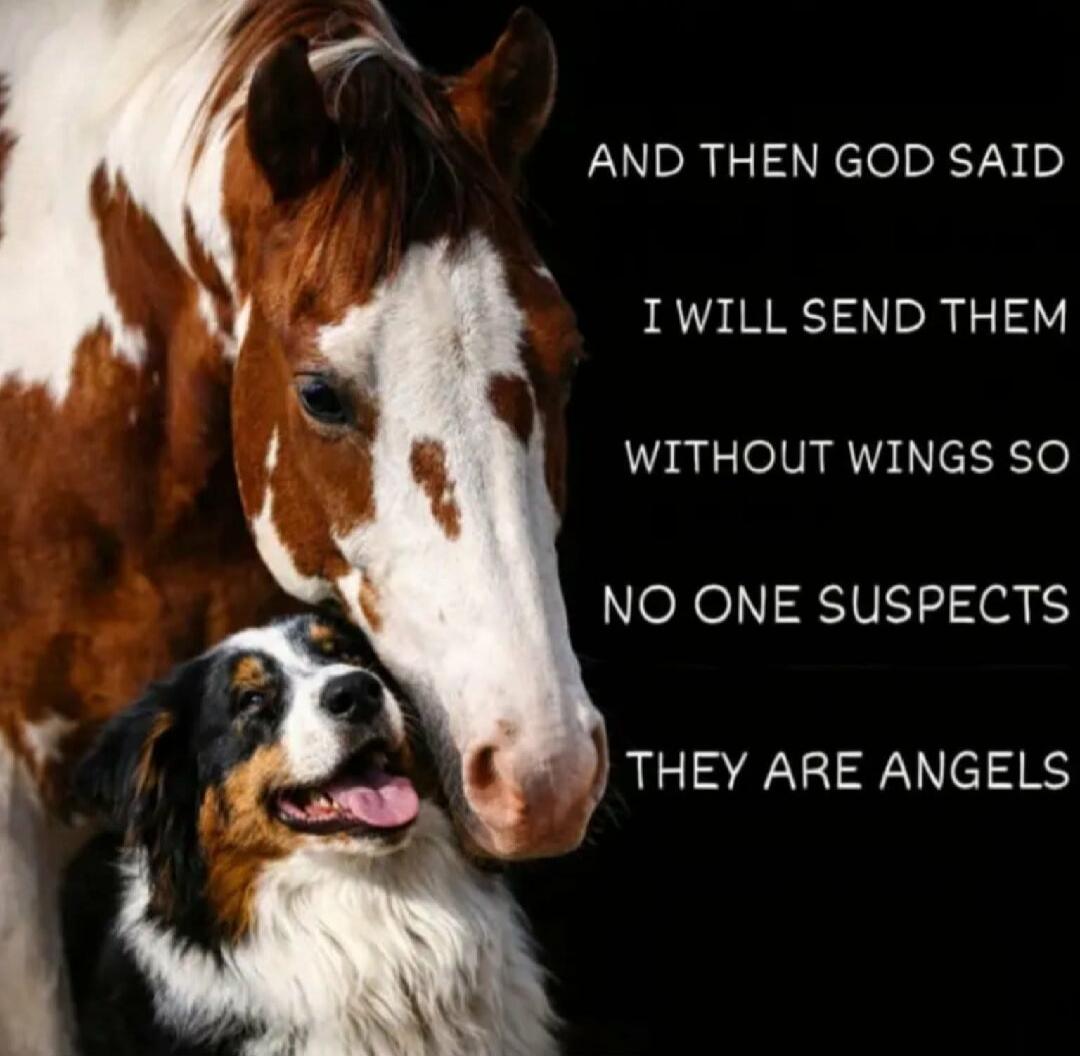 AND THEN GOD SAID I WILL SEND THEM WITHOUT WINGS SO NO ONE SUSPECTS THEY ARE ANGELS