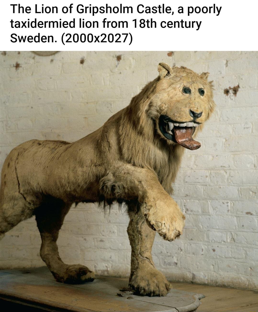 The Lion of Gripsholm Castle a poorly taxidermied lion from 18th century Sweden 2000x2027 p