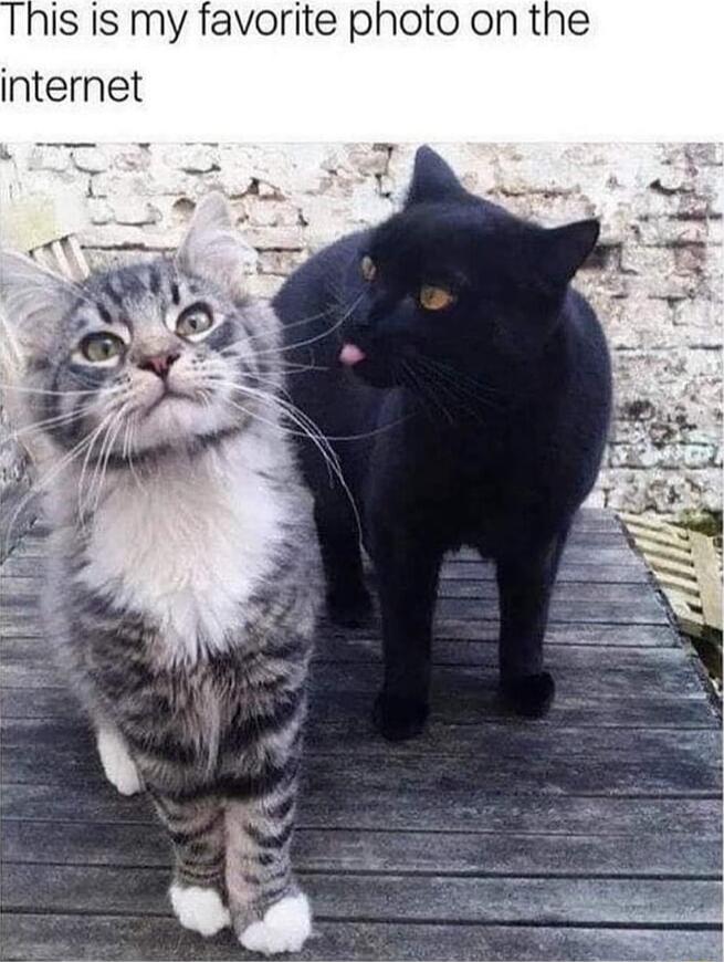 is is my favorite photo on the internet